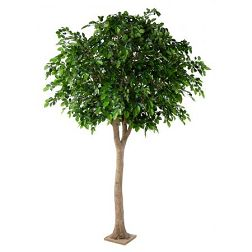 Catégorie Plantes et Arbres