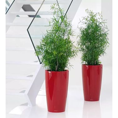 Catégorie Lechuza Premium