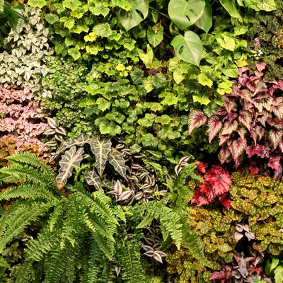 Catégorie Murs Végétaux