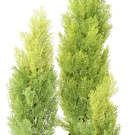 Plante Artificielle CYPRES (CYP00) Mini New Ht90cm