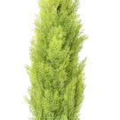 Plante Artificielle CYPRES (CYP00) Mini New Ht125 cm