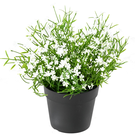 Plante Artificielle Marguerite Mini Blanche (MARBLA)