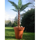 Papi Pot rond deco lisse (Diam 100 Ht 100)