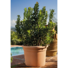 Idel Pot cylindre (Diam 50 Ht 37) Idel Pot cylindre (Diam 50 Ht 37)