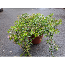 Abelia x Grandiflora (C10 40-60cm)