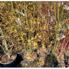 Acer Palmatum bonsai (C1.5 litres mix)