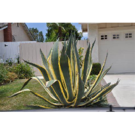 Agave Americana (D40 50-70)