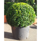 Buxus Sempervirens Rotundifolia boule (Diam 35/40)