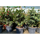 Camélia (D22 90/110)