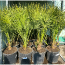 Chamaerops Humilis (D28)
