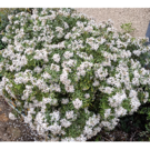 Choisya (C05) Choisya (C05)