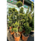 Cupressocyparis leylandii castlewellan gold spirale (120/140)