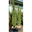 Cupressus sempervirens totem (C18 125/150)