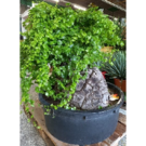 Caudex dioscorea elephantipes (80)
