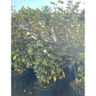 Eleagnus ebbingei viveleg (C18 100/125)