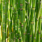 EQUISETUM (C7.5)