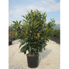 Eriobotrya Japonica (C70 150/175)