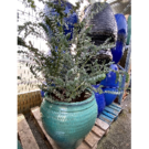 Eucalyptys (C35 250/300)