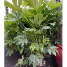 Fatsia Japonica (C10 60/80)