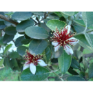 Feijoa sellowina (1/2 tige)