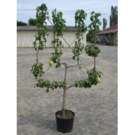 Fruitiers Palmette Verrier