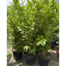 GRISELINA LITTORALIS (C05)