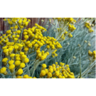 Helichrysum Italicum Serotinum (C04)