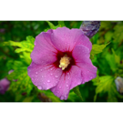 Hibiscus (C05 30-50)