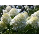 Hydrangea Paniculata (C05 40/60)