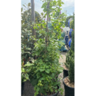 Hydrangea Petiolaris (C25 100/125)