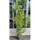 ILEX CRENATA| (C30 - 125-150 CM)