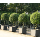 LAURIERS (LAURIER - LUSITANICA C05 60-80)