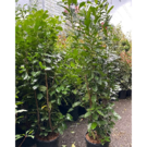 Lauriers Laurocerasus (C18 125/150)