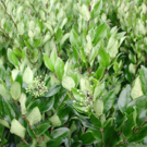 Ligustrum ovalifolium aurem (C15 100/125)