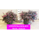 Loropetalum C18 (80/100)