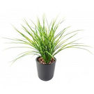 Mur vegetal herbe Juncus