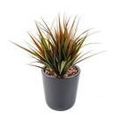 Mur vegetal Herbe large