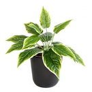 Mur vegetal Hosta mini