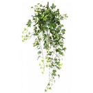 Mur vegetal Lierre 322 uv