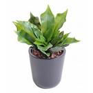 Mur vegetal Platycerium plast