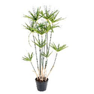 Plante artificiel graminées - papyrus (100)