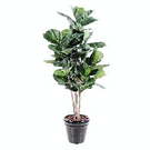Plante artificiel lyrata tige (190 (10755))
