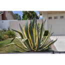 AGAVE AMERICANA
