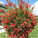 CALLISTEMON LAEVIS 