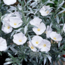 CONVOLVULUS cneorum