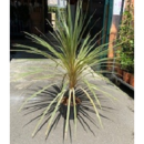 Cordyline