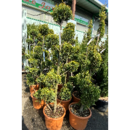 Cupressocyparis Leylandii Topiaire