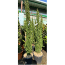 Cupressus sempervirens pramidalis et totem