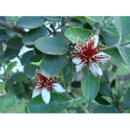 Feijoa Sellowina