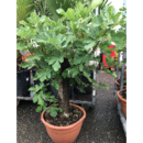 Ficus Carica Ficus Carica